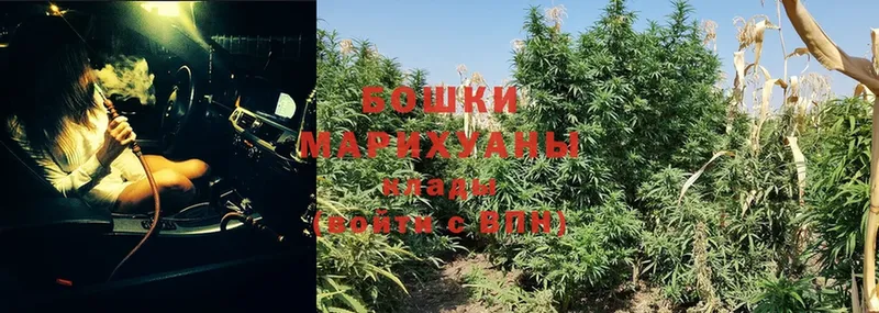 Каннабис OG Kush  купить   Камышлов 